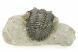 Detailed Hollardops Trilobite - Orange Eye Preservation #273444-2